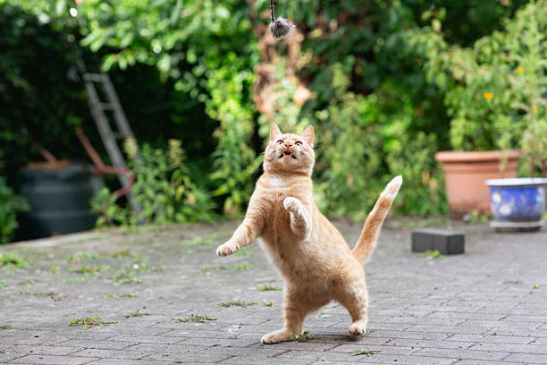 istock ginger cat jumping to catch toy 2228611766