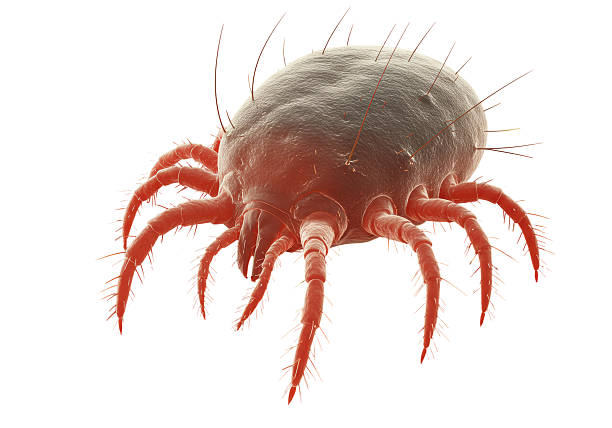 istock Isolated Microscopic View of a Dust Mite 2228615145