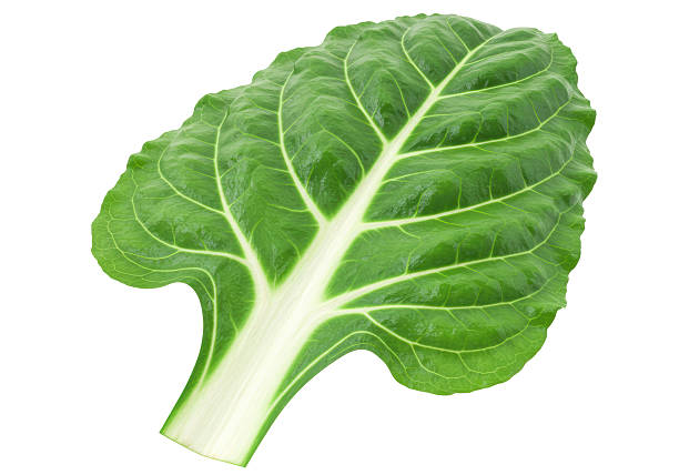 Isolated Green Swiss Chard Leaf Freshness Organic Vegetable