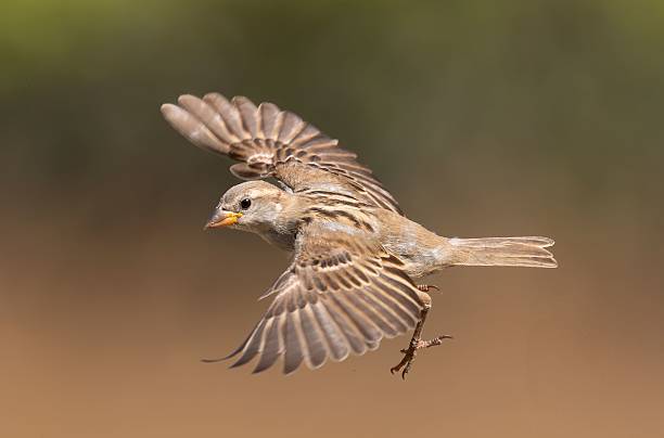 A close-up of a sparrow in mid-flight with wings spread, set against a blurred natural background.