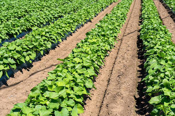istock A sweet potato field on a sunny day. 2228616091