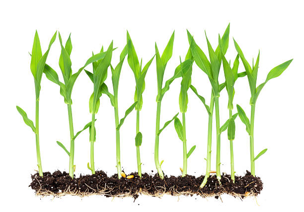 Isolated Row of Young Corn Plants Seedling Growth