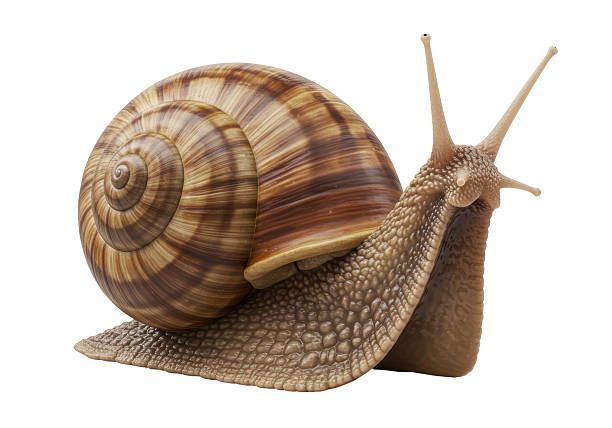 Isolated Garden Snail with Detailed Shell and Texture
