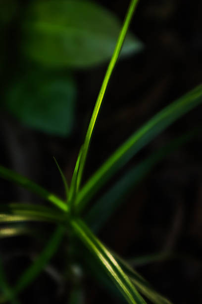 Close-up of a green grass leaf with a narrow, pointed tip