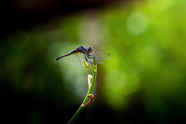 istock Dragonfly resting on a green stem in nature 2228618517