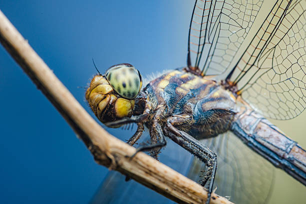 Close-up view of a dragonfly resting on a slender branch, highlighting the intricate details of its body and delicate wings against a vivid blue backdrop, capturing the essence of nature