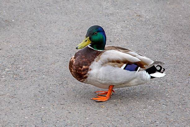 A close-up high-angle perspective view captures the vibrant colors of a wild male mallard duck as it rests on the ground in a park on a sunny day. The duck's striking plumage shines under the sunlight, showcasing its rich greens, iridescent blues, and warm browns. A detailed look at the duck's intricate feathers and features, highlighting its natural beauty in its environment in Vondelpark, Amsterdam, The Netherlands