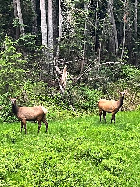 istock Two elk grazing near a forest 2228621623