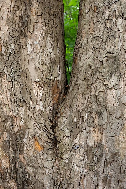istock A detailed view showcasing textured tree bark, perfect for nature enthusiasts. 2228621789