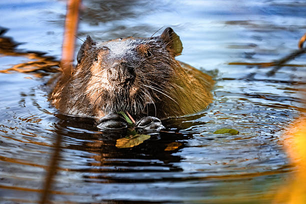 istock Beaver Feeding in Water – Algonquin Provincial Park, Ontario 2228621907