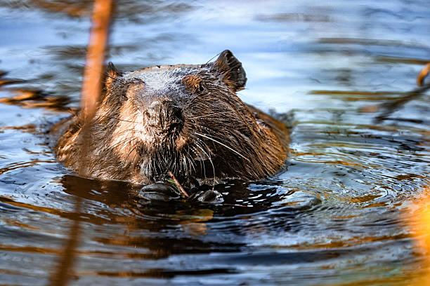 istock Beaver Feeding in Water – Algonquin Provincial Park, Ontario 2228621922