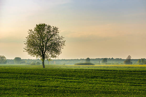 Aerial landscape of the green fields in northern Poland at spring time.