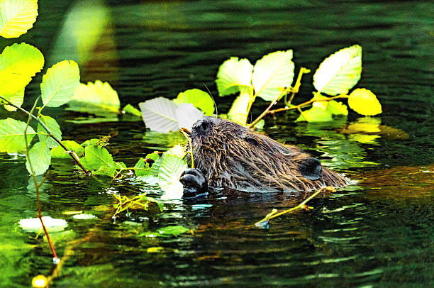 Wild beaver (Castor canadensis) photographed in its natural habitat in Algonquin Provincial Park, Ontario, Canada. The animal is partially submerged, chewing on small branches from young trees — a typical feeding behavior. Captured in daylight, this image highlights the unique habits of this iconic North American species. Perfect for use in wildlife education, conservation themes, or nature-focused editorial content.