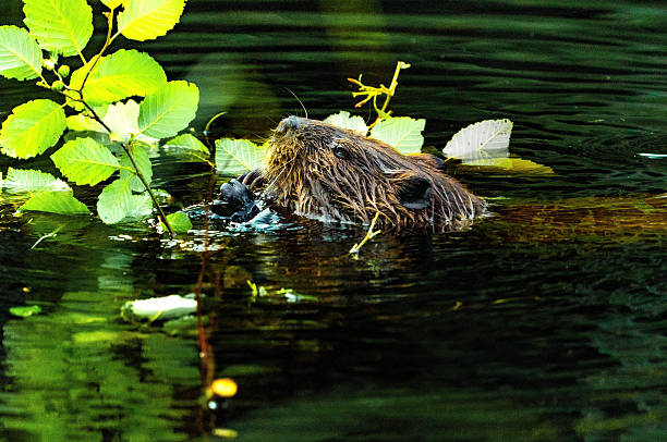 istock Beaver Feeding in Water – Algonquin Provincial Park, Ontario 2228622242