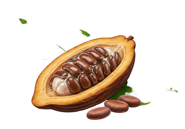 istock Isolated Half Cut Cacao Bean with Seeds 2228622571