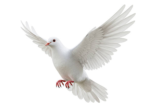 istock Isolated Elegant White Dove in Flight 2228622633