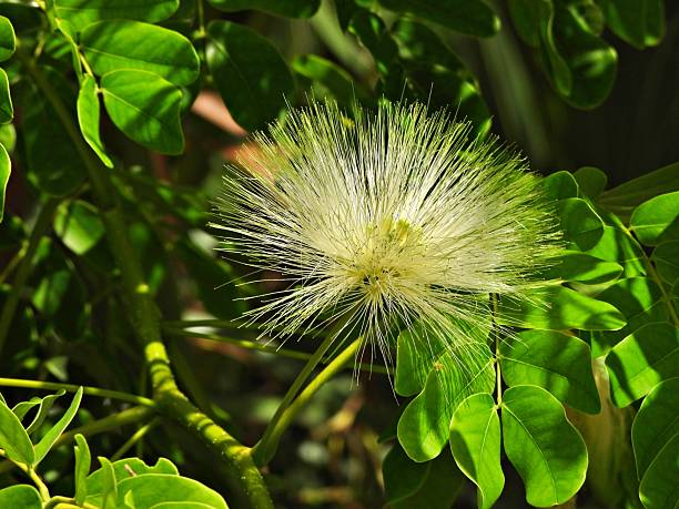 istock White clintonia (Albizia kalkara) -  common name Kalkora Mimosa 2228622814