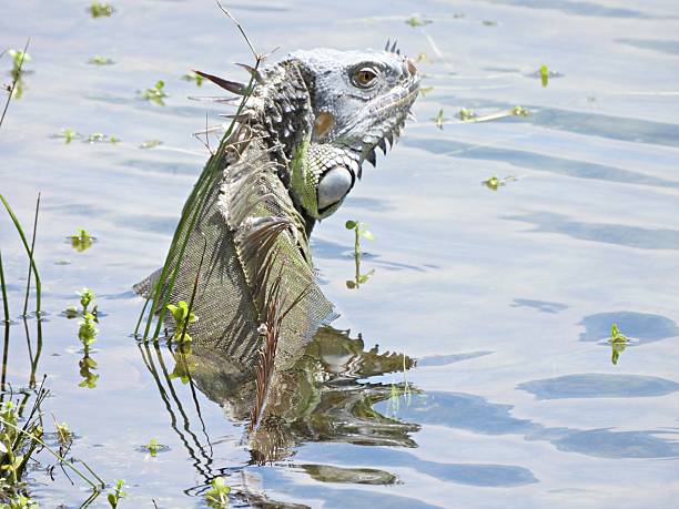 Green Iguana - profile