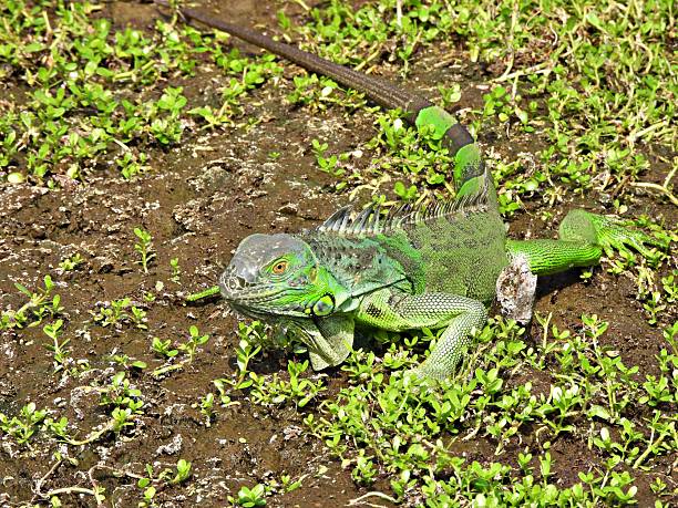 Green Iguana - profile