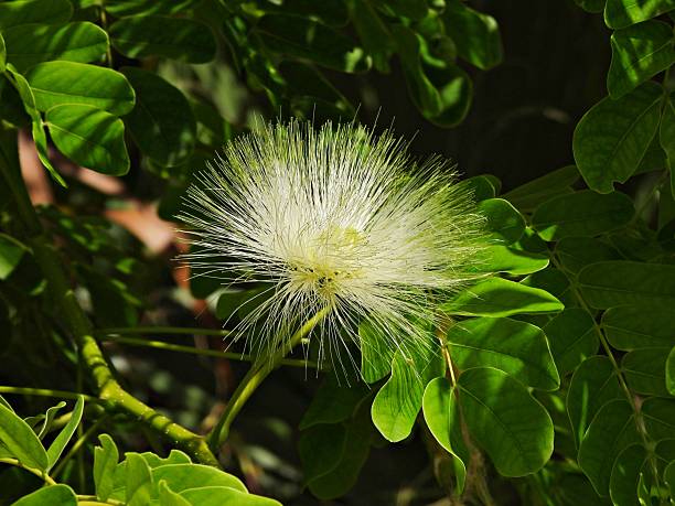 istock White clintonia (Albizia kalkara) -  flowers common name Kalkora Mimosa 2228622965