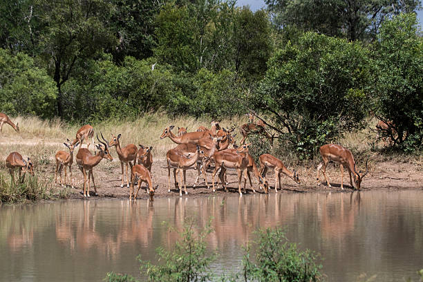 istock Impala is maybe the biggest group inside the Kruger Park 2228623573