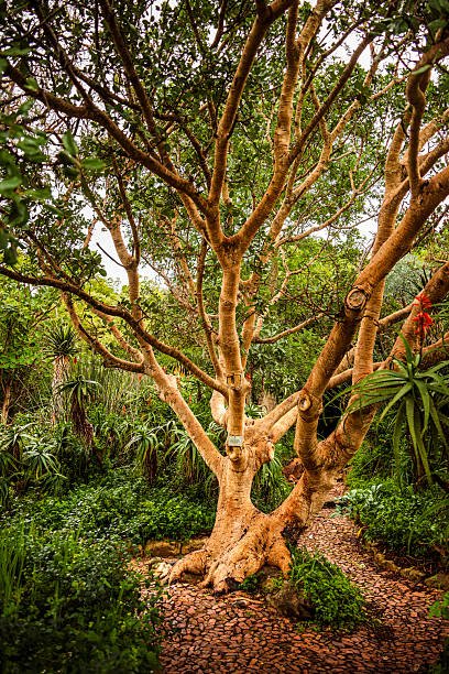 istock Kirstenbosch Botanical Gardens 2228627022