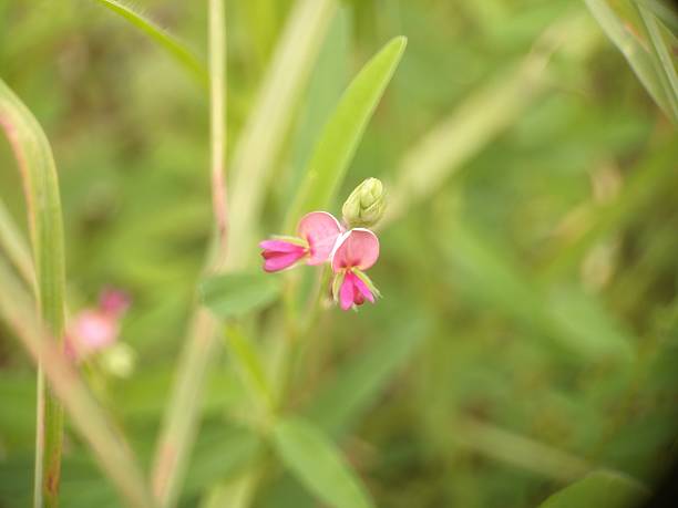 istock Alysicarpus, commonly known as Alyce clover 2228627618