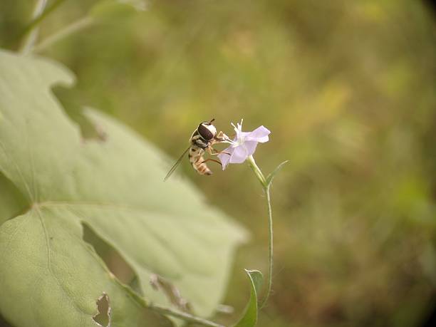 istock Hoverfly, also known as a flower fly or syrphid fly 2228627917