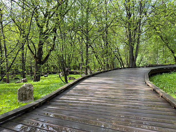 Curved wooden eco trail winds through lush green forest with fresh grass and trees after rain. Scenic natural path designed for relaxing walks and eco-friendly outdoor recreation