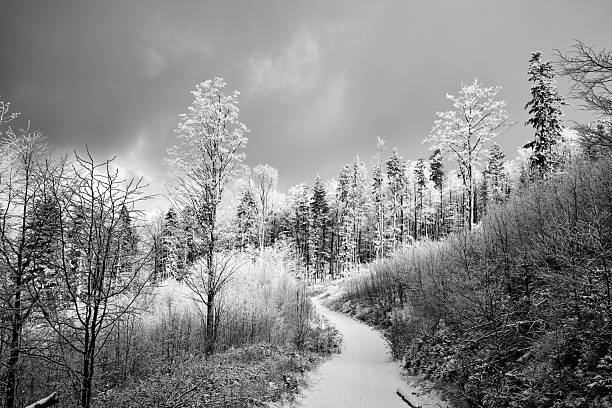 A snow-covered pathway meanders through a tranquil forest filled with frosted trees. The scene captures the peacefulness of winter, with soft light filtering through the branches