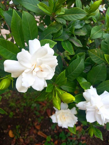 istock Gardenia flowers white, beautiful stent 2228631000