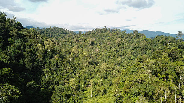 istock Aerial Deforestation of Sumatra Rain Forest 2228631172
