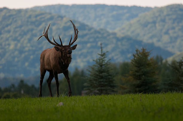 Elk