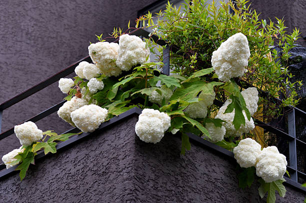 From the Easter season through Mother's Day, hydrangea is one of the most sought-after flowering plants from retail florists and garden centers alike. It's huge, globe-like clusters of blooms impart a regal elegance that is uncommon among potted plants. Unlike other flowering plants, however, the flower color of most hydrangeas can be changed from year-to-year, with a little help from their caregiver. Many gardeners, therefore, consider hydrangea to be the chameleon of the plant world.Hydrangea is a genus in the plant family Hydrangeaceae. The genus contains nearly 75 species of shrubs or small trees, most of which are native to the region of Asia now occupied by Japan, China and Korea. （Missouri Botanical Garden）