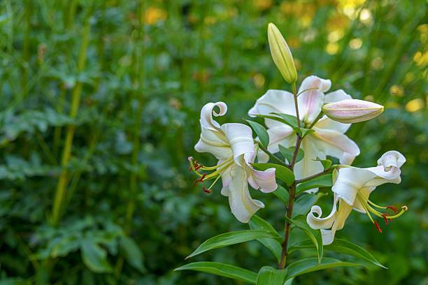istock White lilies bloom in a serene garden, surrounded by vibrant gre 2228632105