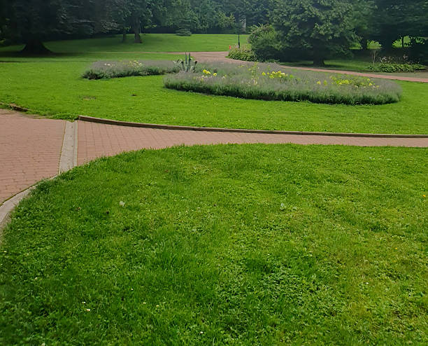 A spacious green lawn in a city park under a clear sky. Lush grass, open area surrounded by trees - an ideal place for a picnic, walk or outdoor recreation. Conveys the atmosphere of summer, peace