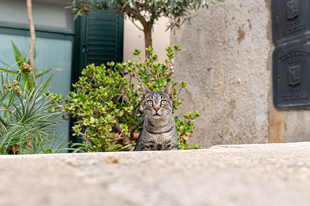 This engaging, low-angle photograph captures a tabby-striped cat looking directly at the camera, its head and ears just visible above a stone ledge. The cat's curious and alert expression is the focal point of the image. In the blurred background, a quintessential Italian street is hinted at with an olive tree, various plants, and a light-colored building featuring a closed green shutter. This candid moment is perfect for commercial use in travel magazines, lifestyle blogs, pet-related promotions, or any content showcasing the charming and authentic details of everyday life in Italy.