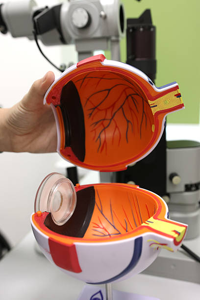 istock A hand holding an anatomical cross-section eye model showing internal structures, with a slit lamp biomicroscope in the background, illustrating ocular anatomy. 2228632648