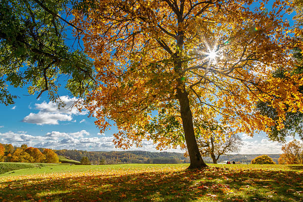 Sunny autumn. There is a lonely lush tree on the lawn covered with orange leaves through which the sun rays are shining. Rural scenery with mountains, forests and fields. Natural landscape.
