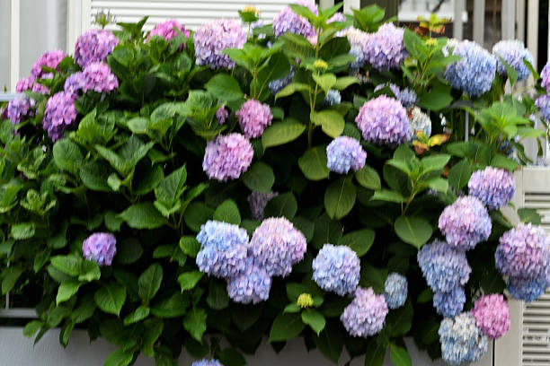 istock Hydrangea Flowers: The Chameleon of Plants 2228636339