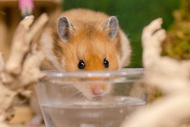 Close-up of a golden hamster drinking water from a clear bowl surrounded by natural decorative elements.