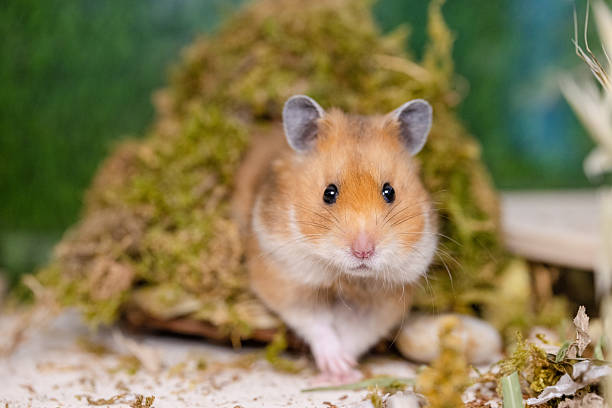 istock Cute Hamster on Wooden Platform Outdoors 2228637337