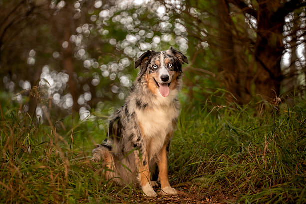 istock Australian Shepherd Sitting in Forest 2228638137