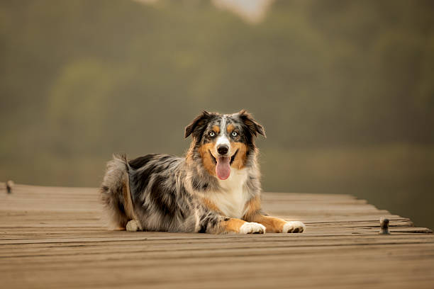 istock Australian Shepherd Lying on Wooden Dock by Lake 2228638140