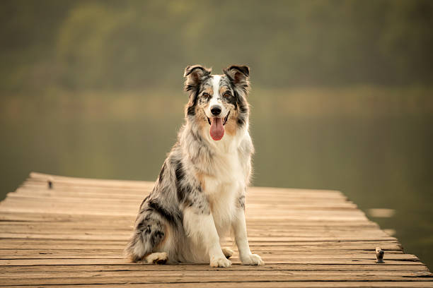 istock Australian Shepherd Sitting on Wooden Dock by Lake 2228638208