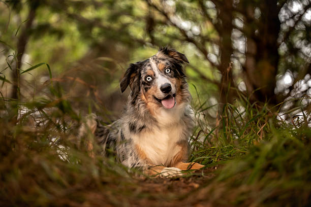 istock Australian Shepherd Sitting in Woodland Area 2228638209