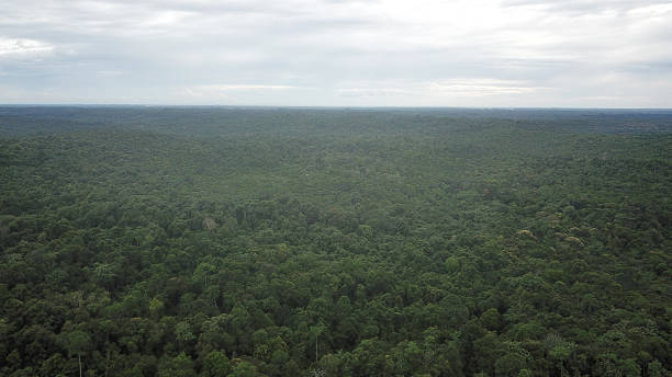 istock Aerial Deforestation of Sumatra Rain Forest 2228638225