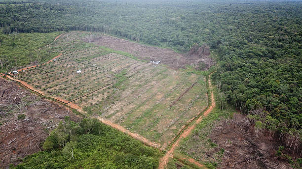 istock Aerial Deforestation of Sumatra Rain Forest 2228638227