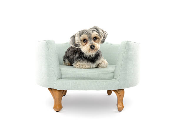 Cute small dog sitting comfortably in a light blue mini armchair against a clean white backdrop.