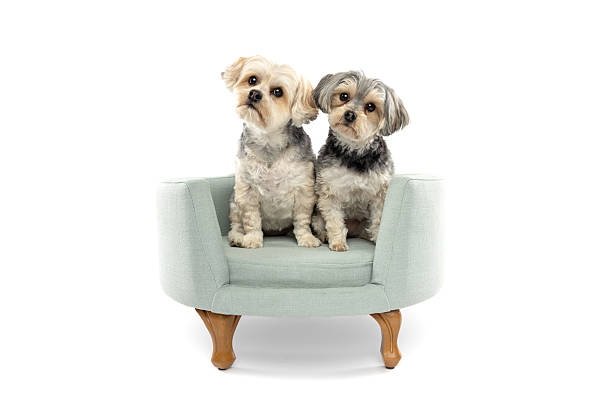 istock Two Small Dogs Sitting in Mini Armchair on White Background 2228638526